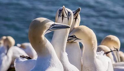 B体育官方网址：CBA外援与本土球员融合，提升球队整体实力，bm体育