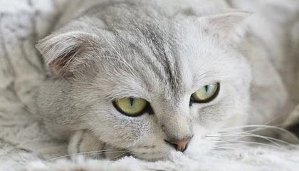 B sports_ 专访巴黎新星：如何看待即将到来的欧冠？，巴黎晋级欧冠四强 新闻